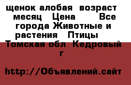 щенок алобая .возраст 1 месяц › Цена ­ 7 - Все города Животные и растения » Птицы   . Томская обл.,Кедровый г.